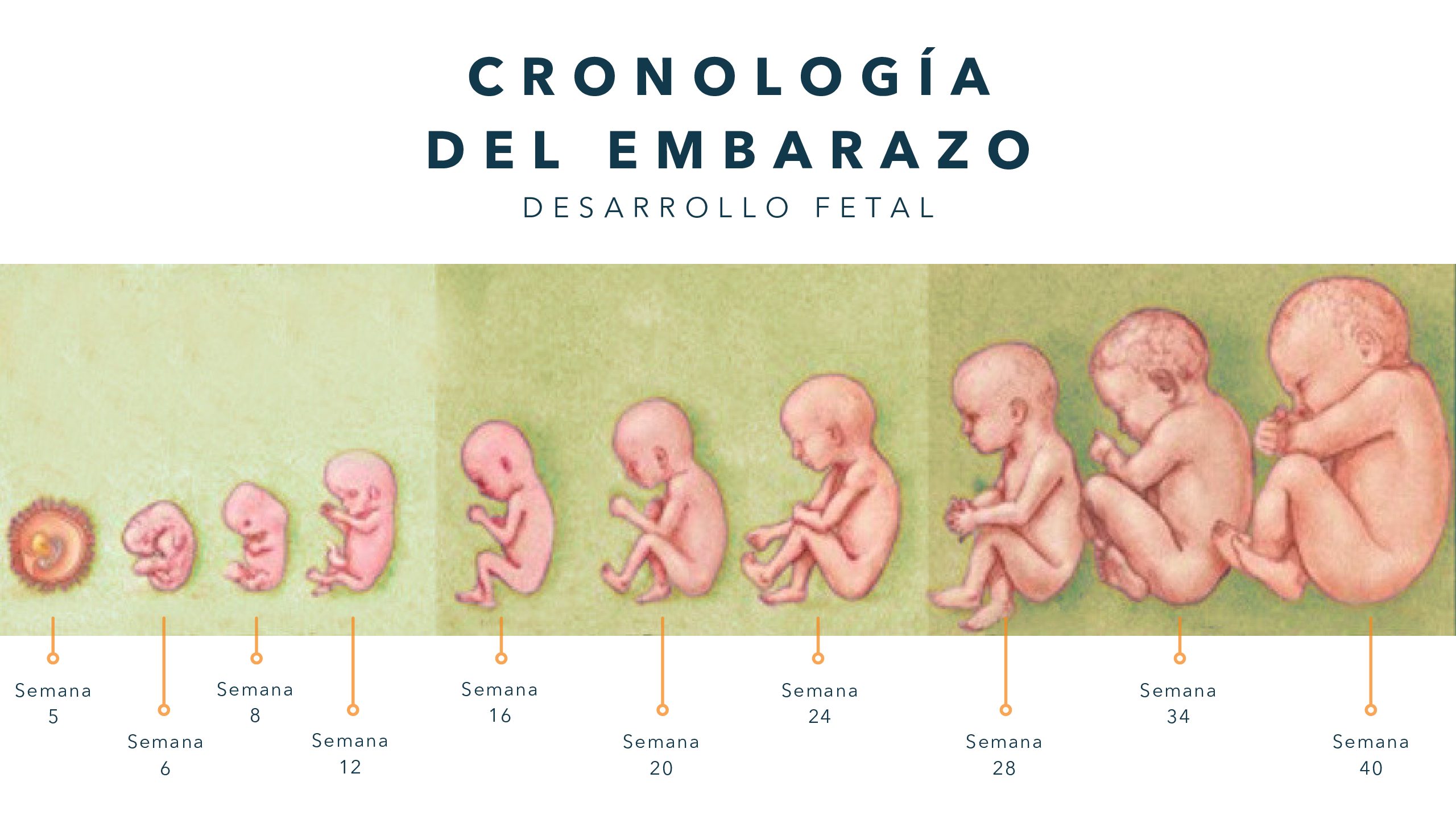 Fetal Development Timeline ES • Thrive Orlando